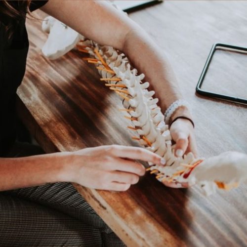 Spine body atelier